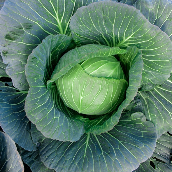 아삭한 제주 양배추(푸)