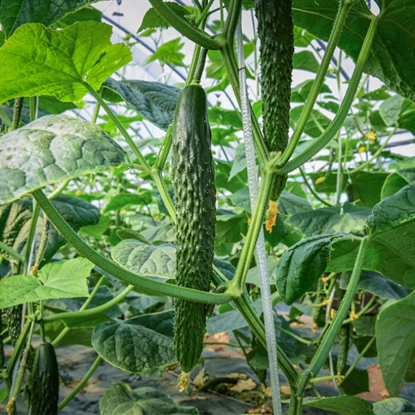 [오커최고] 가시오이 청량 아삭 오이 1kg 2kg