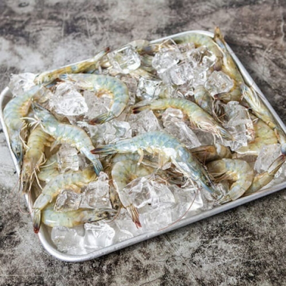 [산지직송] 전남 신안_생물 흰다리 새우 [500g-1kg]