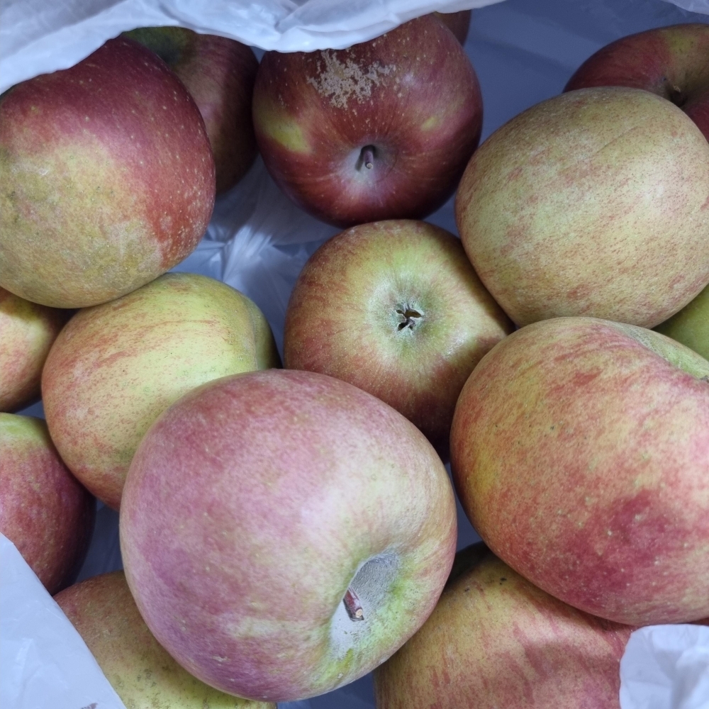 [만원의 행복][사과최고] 달콤아삭 부사 사과 가정용 소과 중과 대과 혼합 