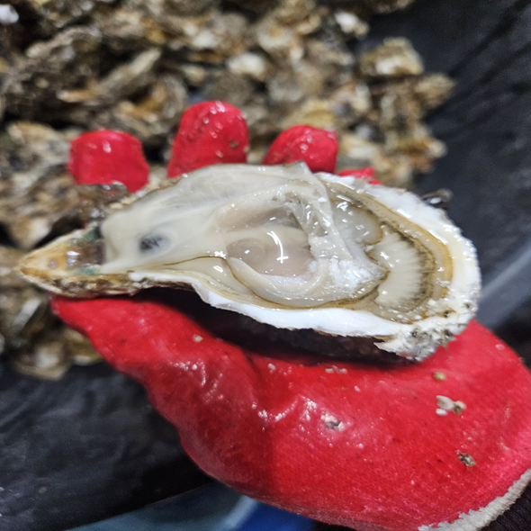 [만원의 행복] 홍지수산  감칠맛이 풍부한 고흥 석화 각굴 여수석화 캠핑요리 굴구이 굴찜 