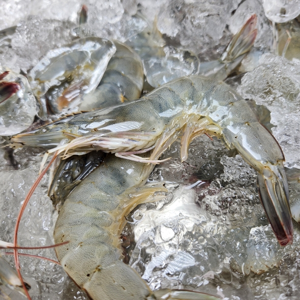 [오커캄스] 흰다리 새우 활새우 500g 1kg