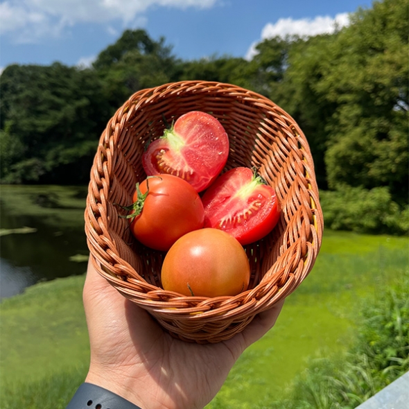 신선하고 건강한맛 완숙토마토