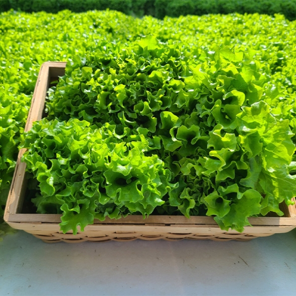 [만원의 행복]  GAP 인증 유러피안샐러드(푸)