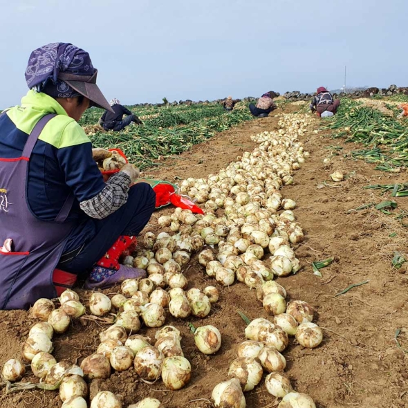 아삭한 식감과 단맛이 강한 국내산 양파 5kg/6kg