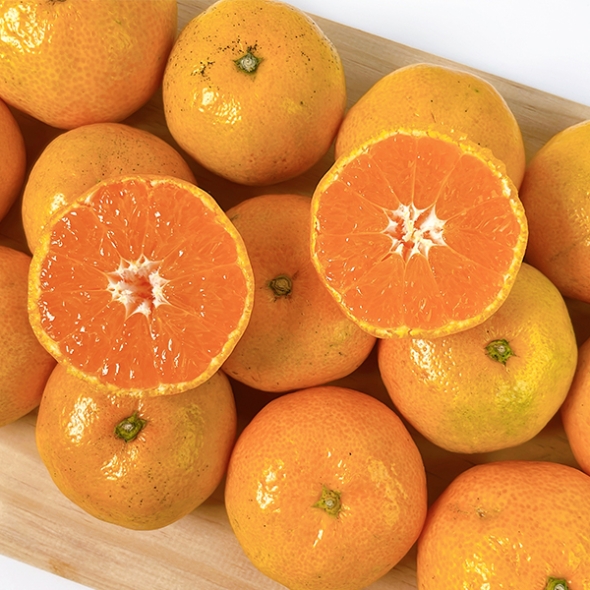 [감귤최고] 제주 조생귤 가정용 4.5kg 실속형