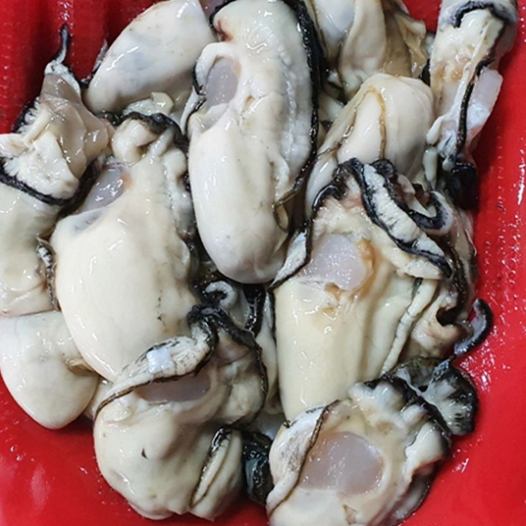 (산지직송)  -   통영 햇 생굴 1kg,2kg,3kg,5kg