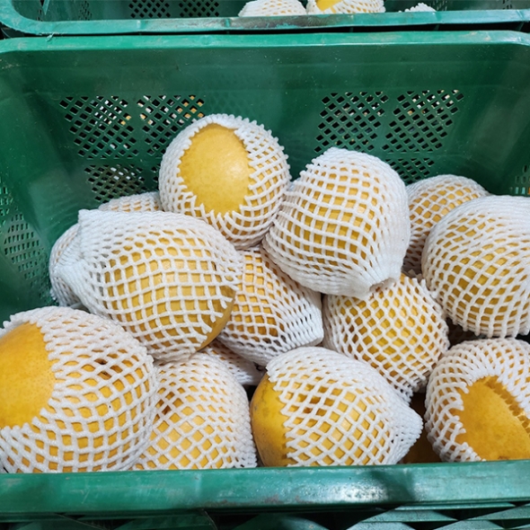 [만원의 행복]  [햇배최고] 신고배 가정용 못난이 달콤한 배 3kg 5kg