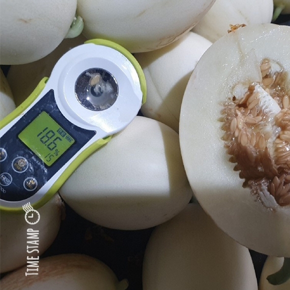 부드러운 과육 고당도 설향메론(푸)