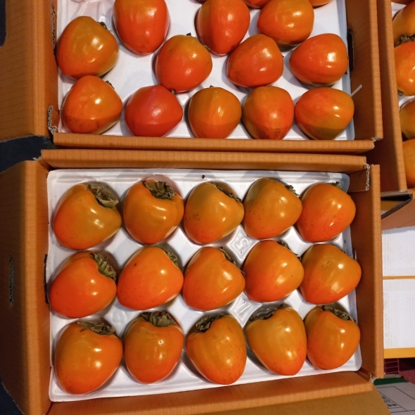 [보름데이] 홍시 대봉 대봉감 2kg/5kg/10kg 소과 중과 대과 곶감용 홍시 대봉시