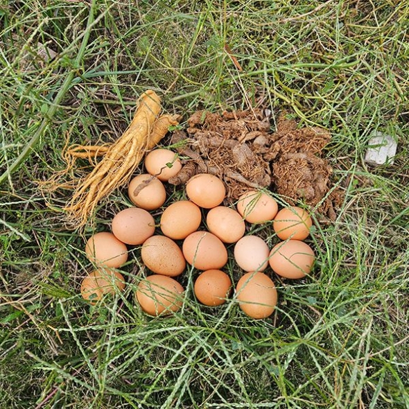 [보름데이] 자연방사  홍삼란  유정란