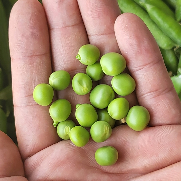 [오커최고] 톡톡 완두콩 껍질 완두콩 500g 1kg