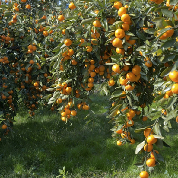 [농협] 한아름드린 제주 노지감귤 2kg/3kg/5kg (사이즈M)