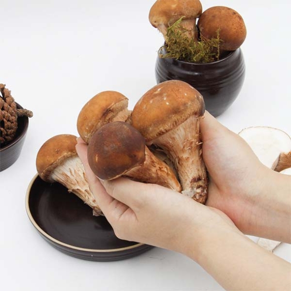 버섯농꾼 참송이버섯