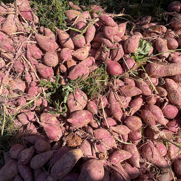 [고구최고] 호풍미 고구마 국산 품종 2kg 3kg 5kg 10kg