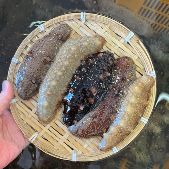 이순신수산 통영 해산 해녀가 채취한 제철 자연산 참 해삼 500g