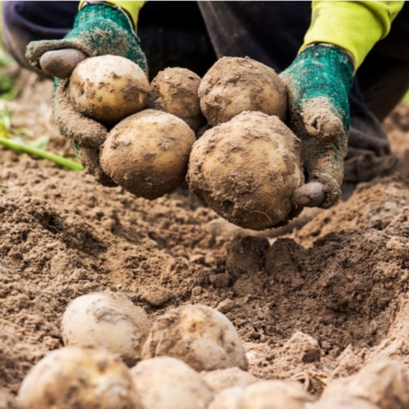 강원도 감자 포슬포슬 카스텔라 3kg 5kg 10kg