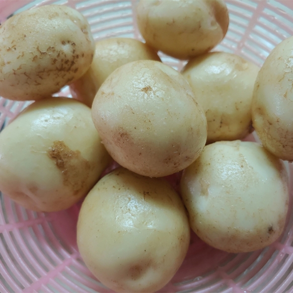 유기농 강원도 햇  수미감자