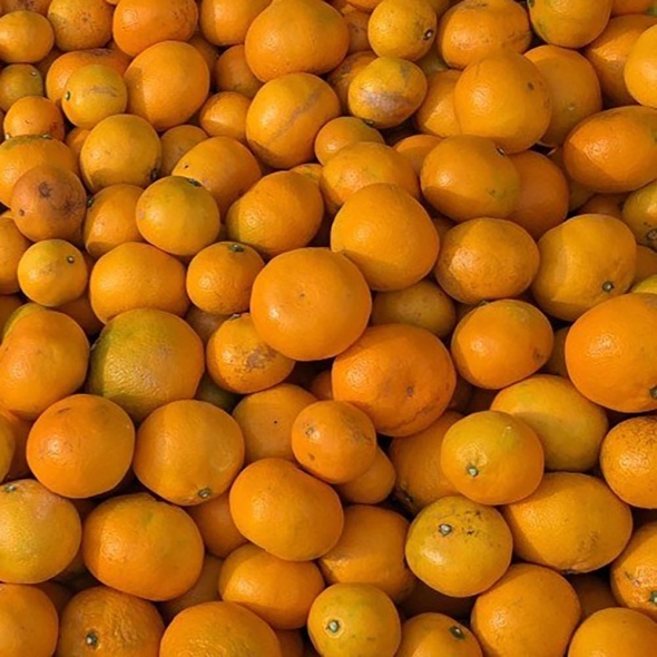 [신한카드 할인] [흙이음] 제주 타이벡 감귤 4.5kg