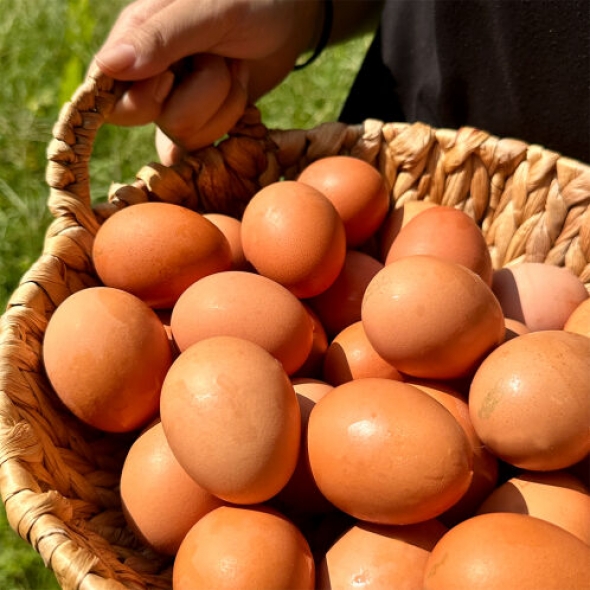 달걀 20구 (유정란 난각번호1번)