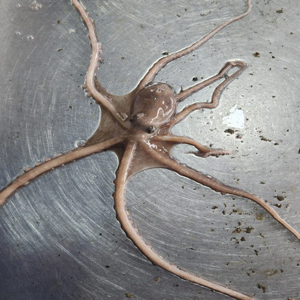 홍지수산 사이즈별 활낙지 고흥 벌교 보성 율포 산소포장 3마리 5마리 2마리