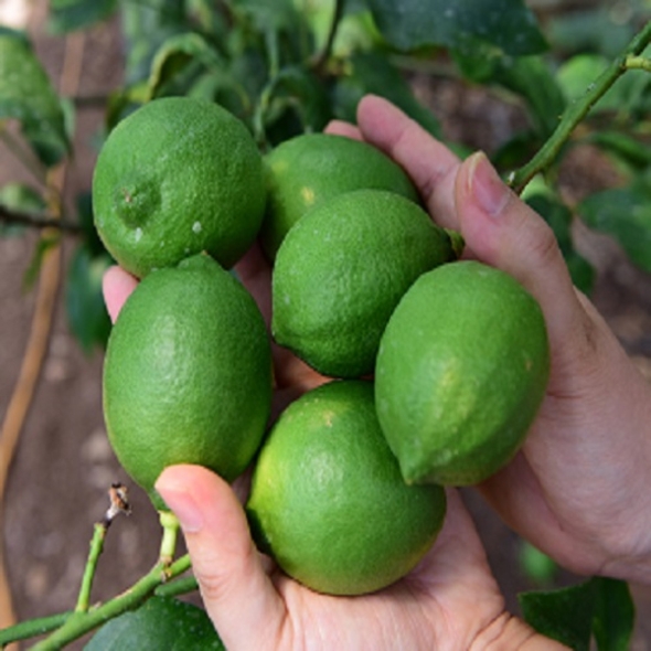 [제주] 제주 그린 레몬 [1kg-5kg]