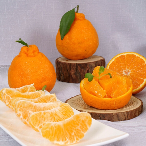 [푸토리] 품질보장! 당도보장! 고품격 선물 한라봉 3kg(11~13과)/(6~10과)