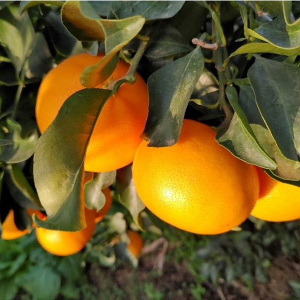 [오커마니] 제주 천혜향 천리가는 천혜향 2kg 3kg 5kg 일반용