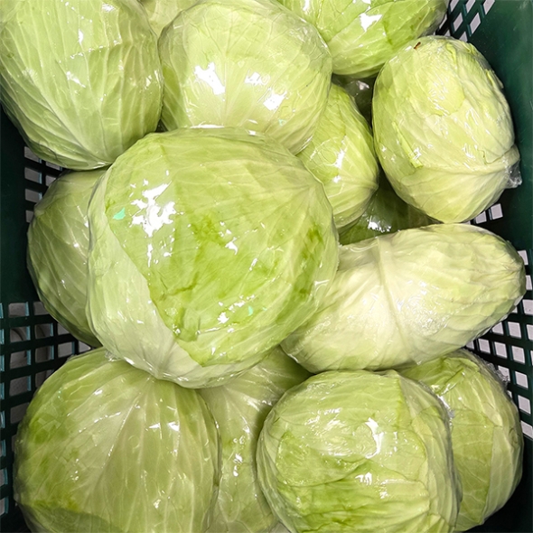 아삭한 제주 양배추(푸)