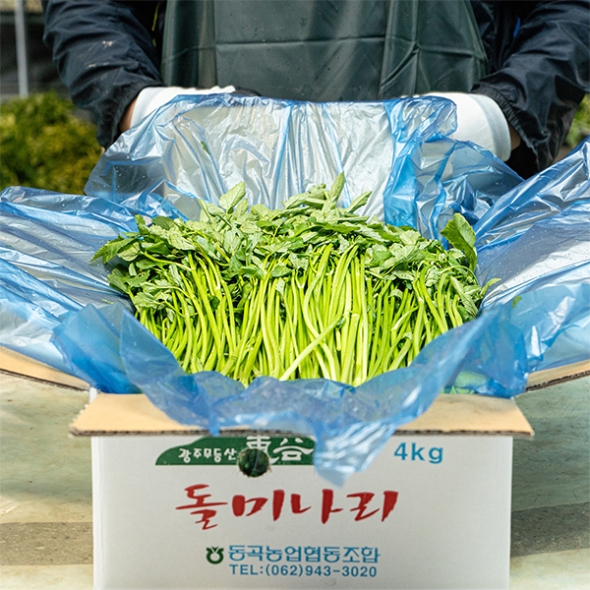 [보름데이] 동곡  돌미나리(푸)