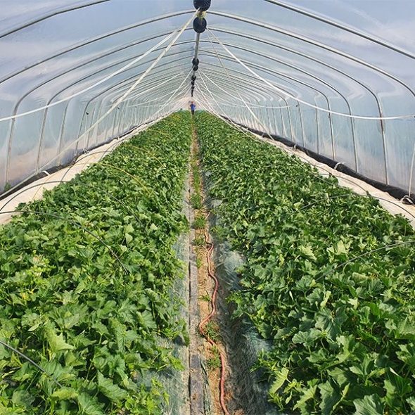 [오커최고] 파파야 메론 달콤한 멜론