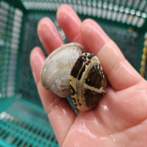 남해안 참바지락 1kg