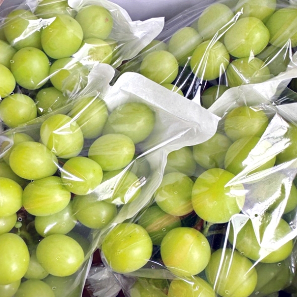 [농협] 한아름드린 샤인머스캣 선물세트 4kg내외(특5-6수)