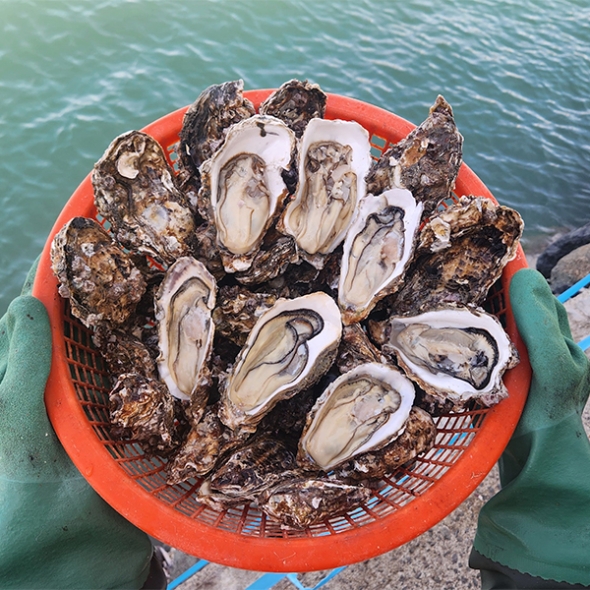 [김장철] 신선함을 그대로 여수 석화(푸)