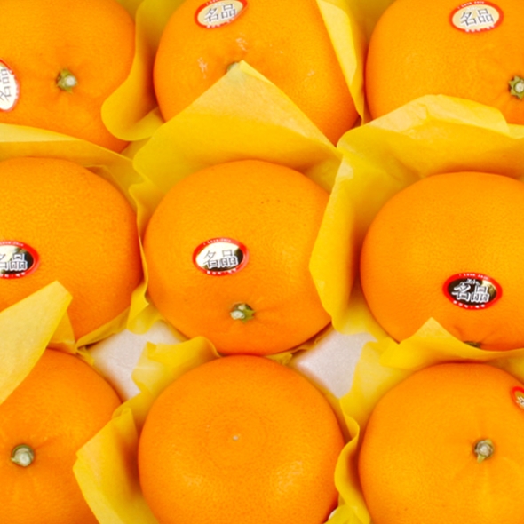 [농협] 한아름드린 천혜향세트 3kg(특10과내)  1박스/2박스