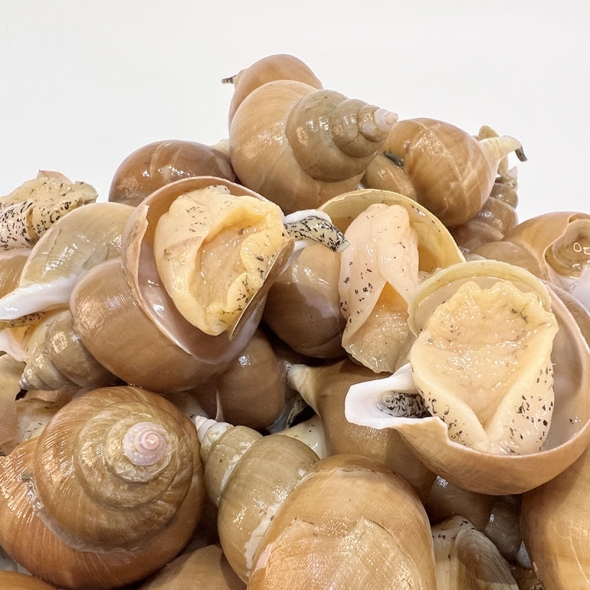 동해안 자연산 백골뱅이 1kg (기본,대,왕)  동해직송