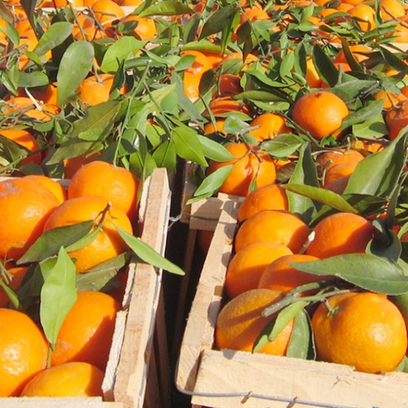 [자연속애] 호주 고당도 네이블 오렌지 10과/15과/20과/25과/30과내 (중과/개당200g내외)