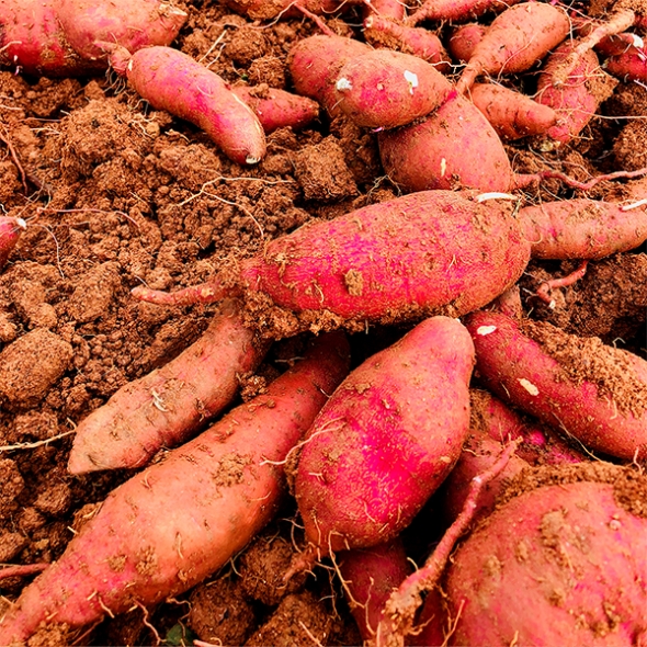 명품해남 꿀밤고구마(푸)