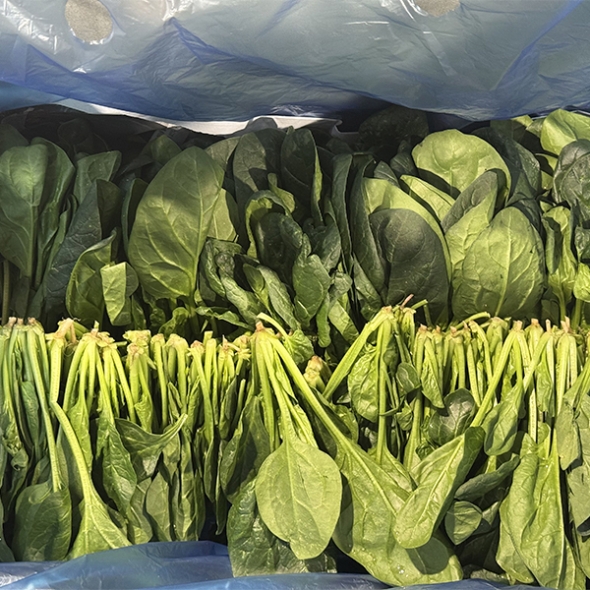 [신한카드 할인]  남해의 선물  보물초 시금치(푸)