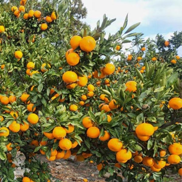 [감귤최고] 제주 조생귤 가정용 4.5kg 실속형