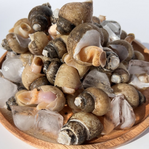 자연산 흑골뱅이 1kg  (기본, 대 ) 자숙