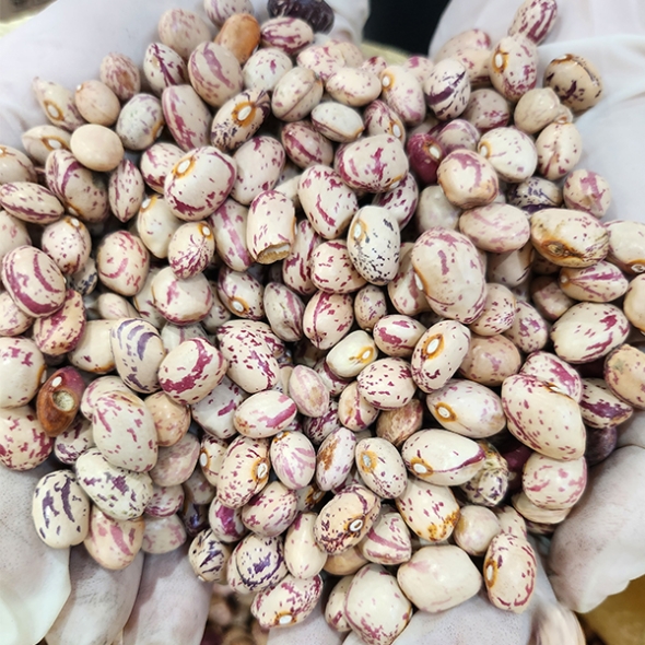 [오커최고] 어흥 호랑이콩 건조 호랑이콩 500g 1kg