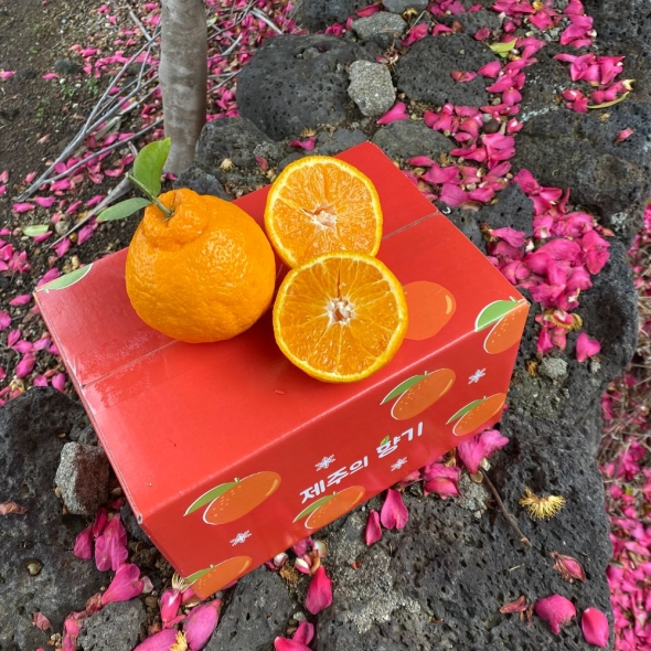 [특별할인]새콤달콤 감귤 제주 고당도 꿀 한라봉 2kg 3kg 5kg