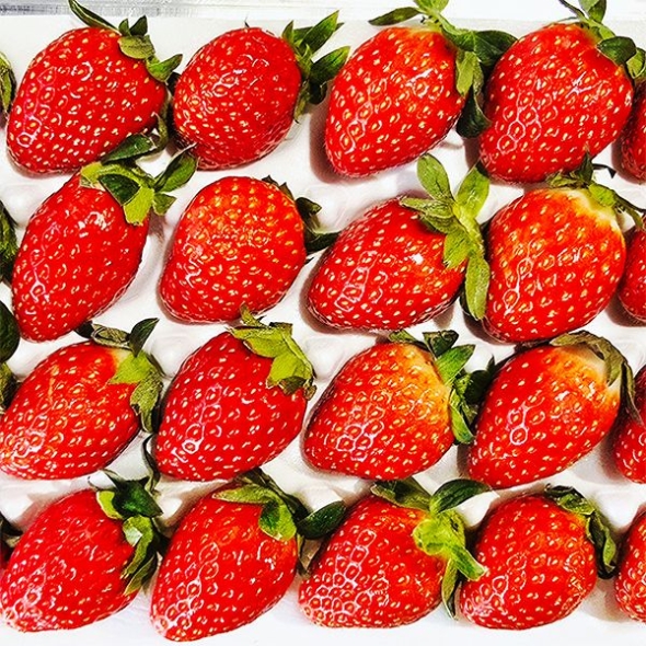 경북 고령 설향딸기(푸)