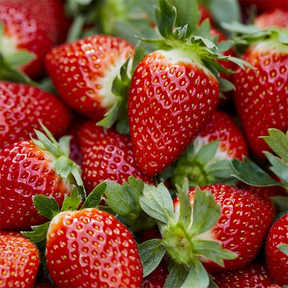 [보름데이] 경북 고령 설향딸기(푸)