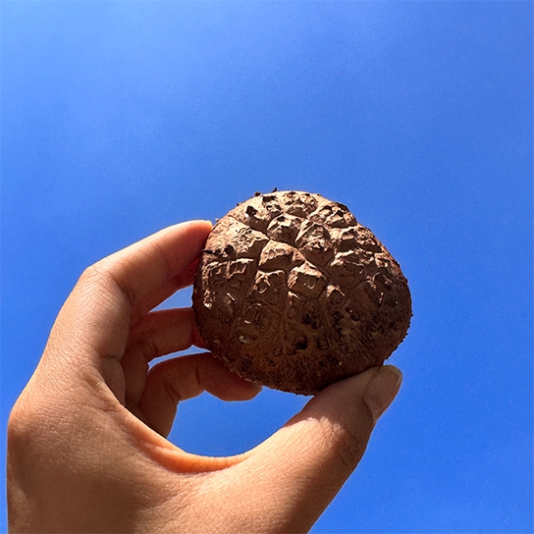 [명절캄스] 표고 버섯 선물세트 2kg 4kg