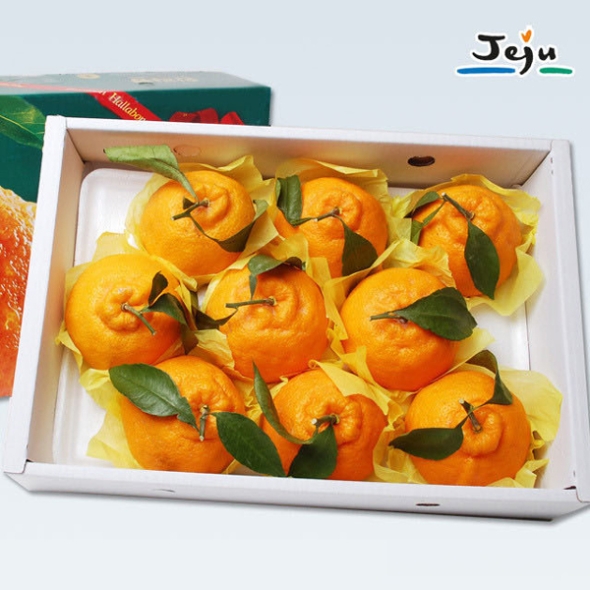 [푸토리] 햇살 가득 머금은 자연애 한라봉 3kg