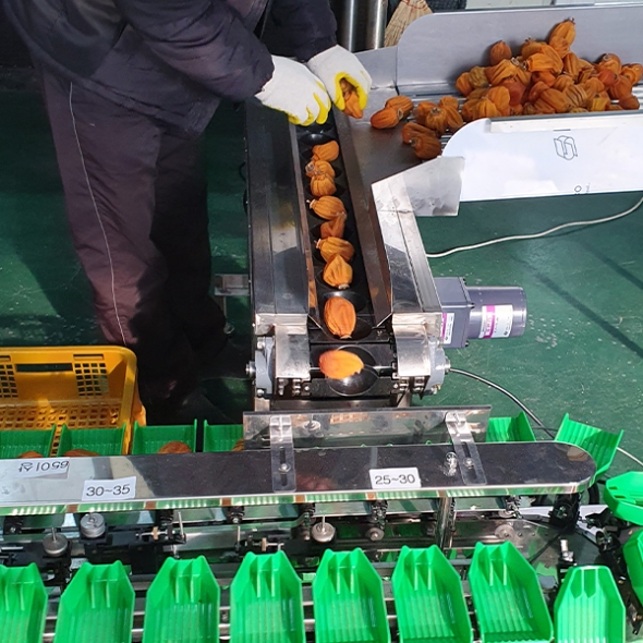 전통방식 그대로인 반건시 상주곶감(푸)