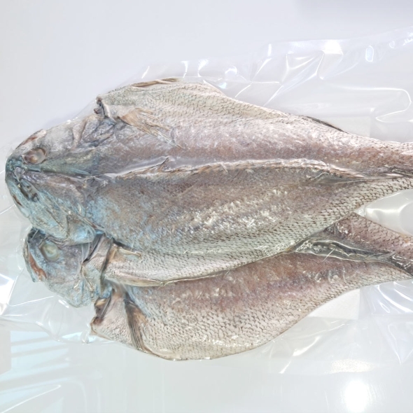 자연산 반건조 국산 통치 2미 (1팩) (손질 후 크기 33cm 이상)  / 전남목포