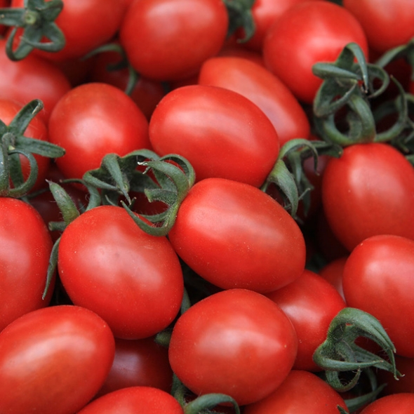 [GAP인증] 고당도_샛별 대추방울토마토 [1kg-2kg]